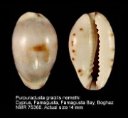 Purpuradusta gracilis nemethi
